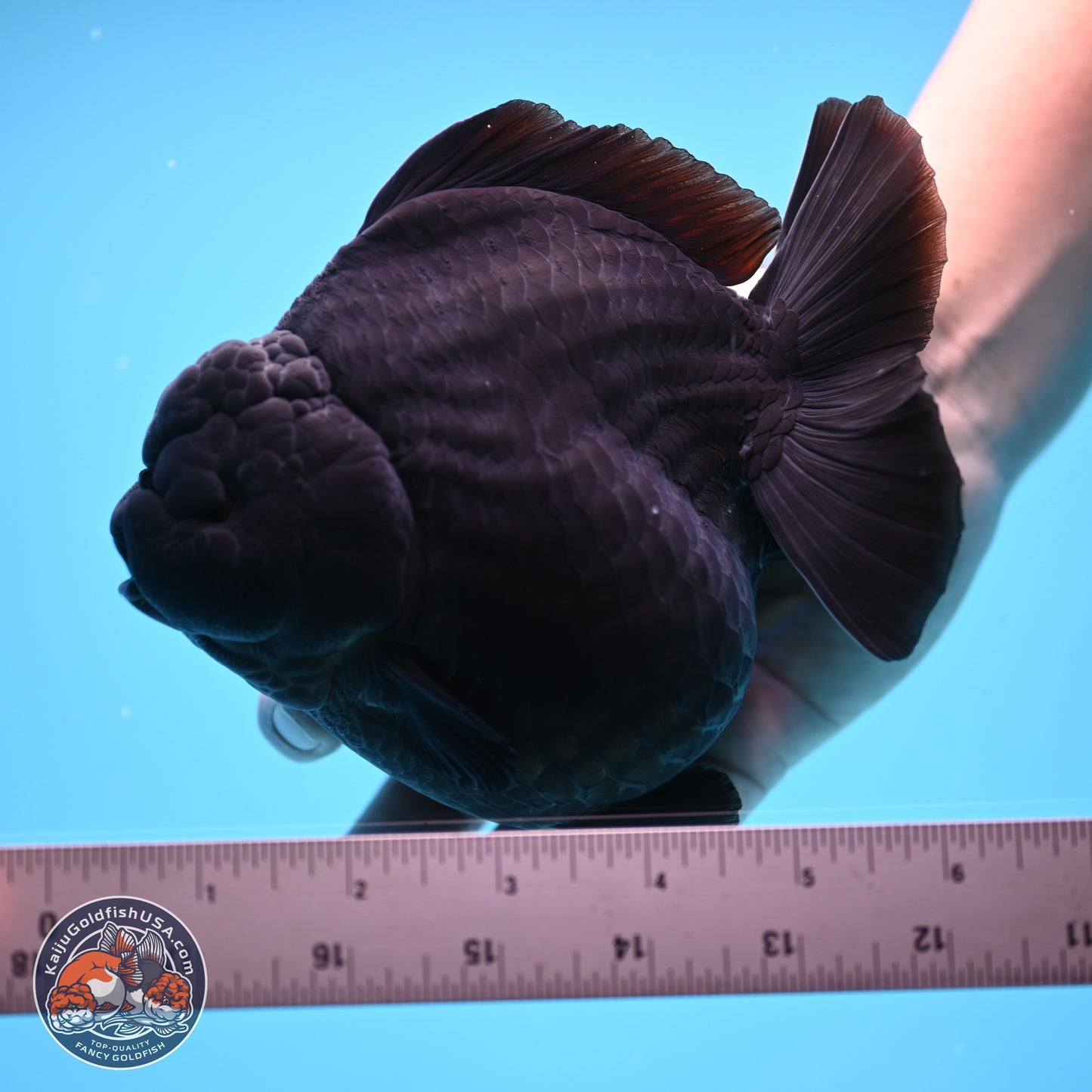 Jumbo Shogun Godzilla Jet Black Oranda 5 inches Body - Female (250207_OR22)
