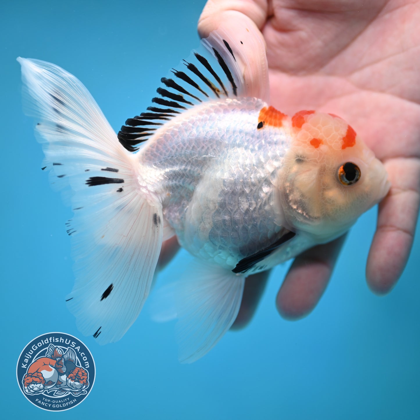 Tricolor Oranda 3.5 inch Body(250613_OR22)