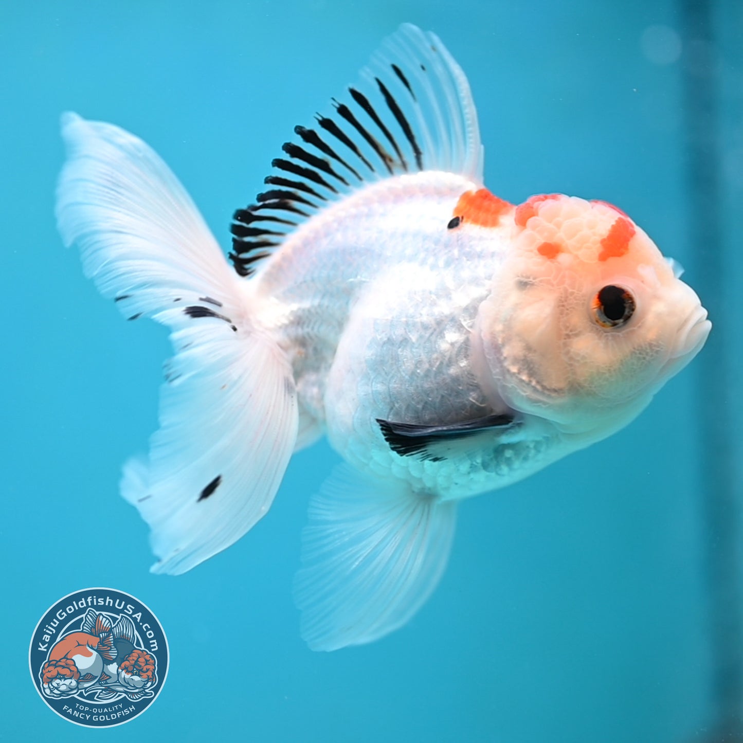 Tricolor Oranda 3.5 inch Body(250613_OR22)
