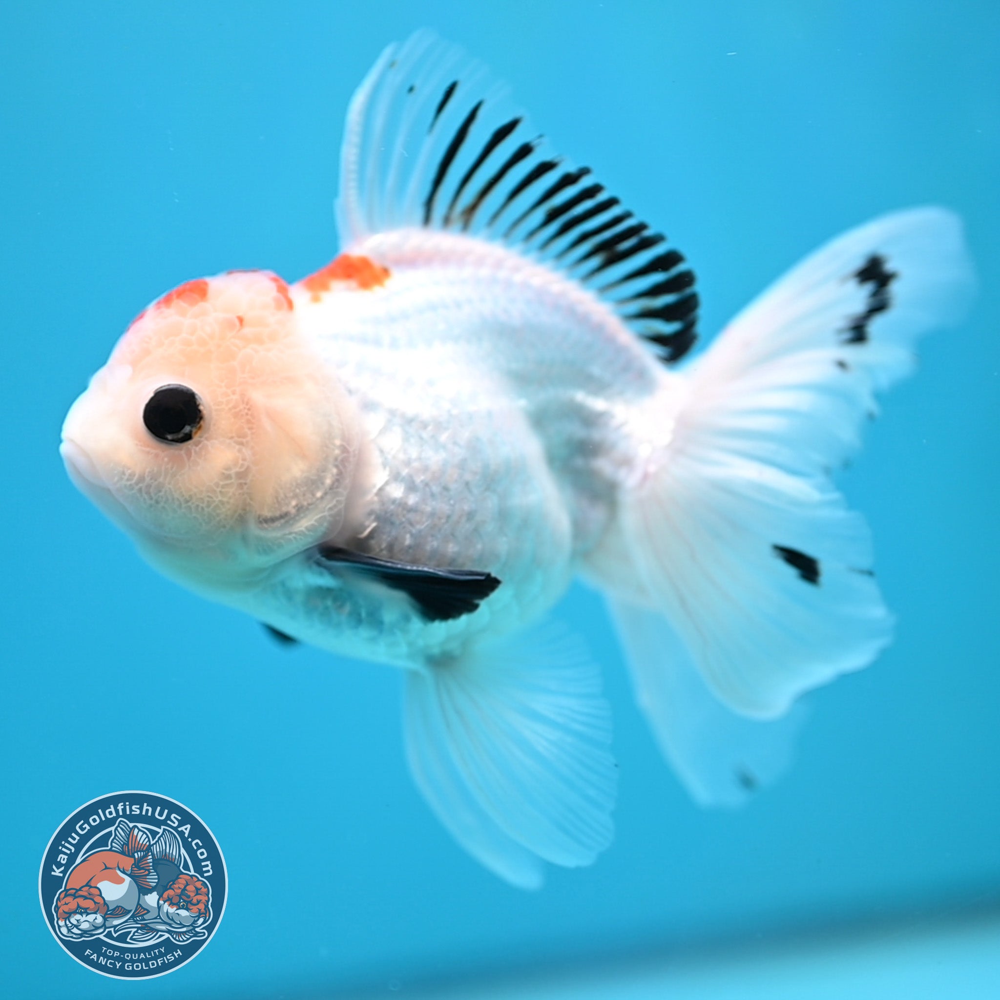 3 Inch Goldfish Tricolor Oranda 3.5 inch Body(250613_OR22) – Kaiju Goldfish USA