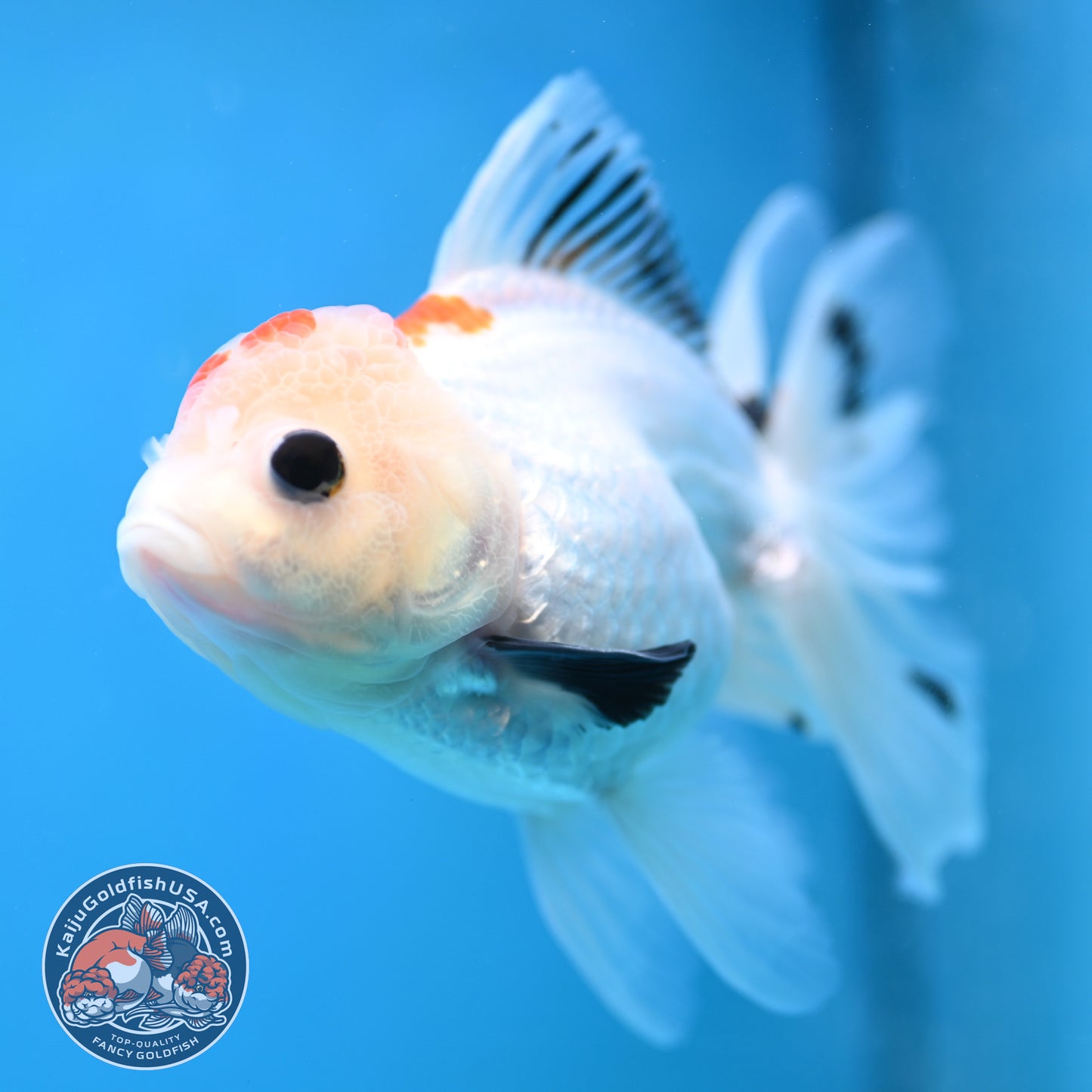 Tricolor Oranda 3.5 inch Body(250613_OR22)