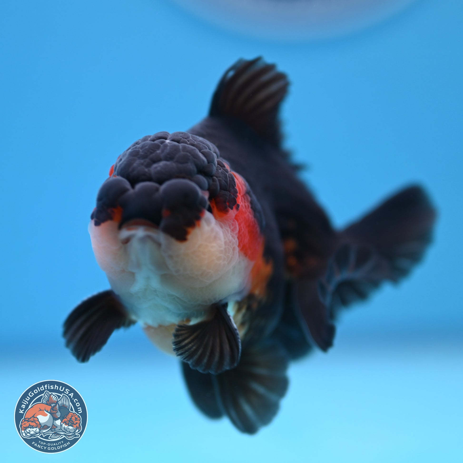 Tricolor Oranda 3.5-4.5 inches (240913_OR22) - Kaiju Goldfish USA