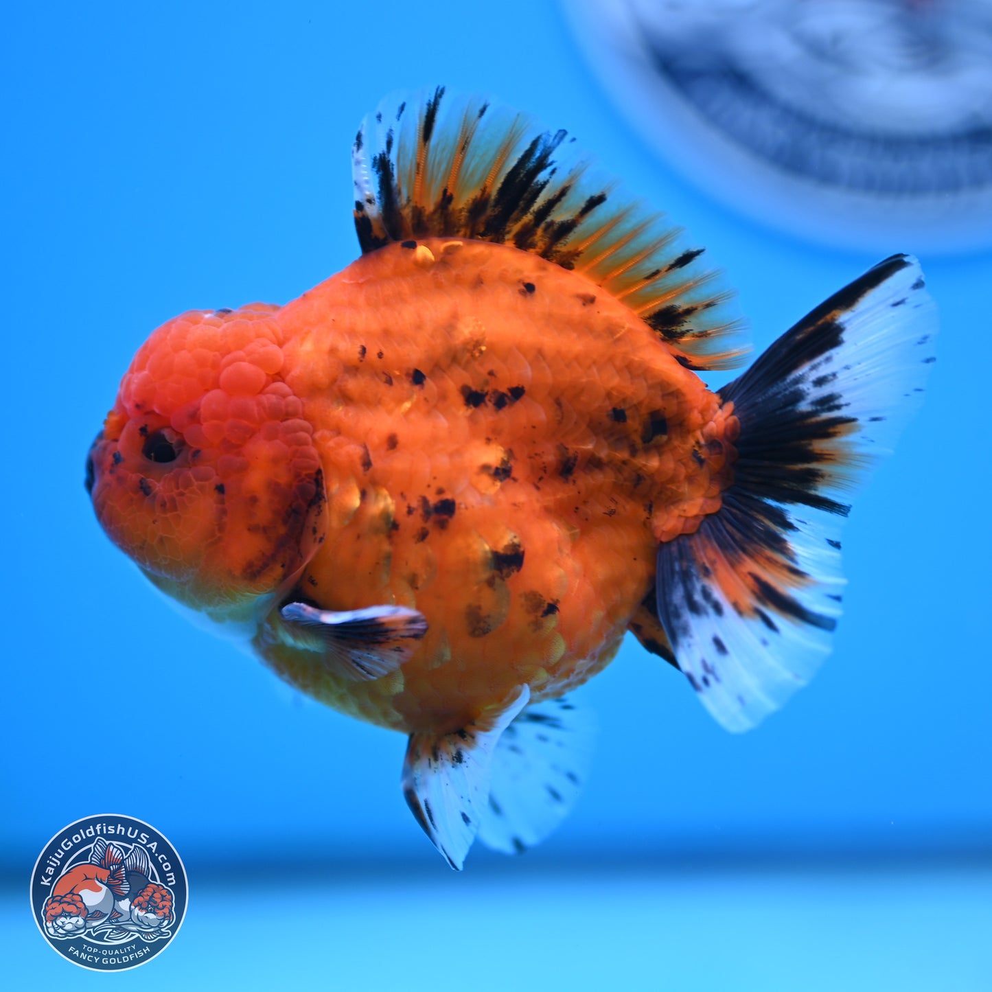 Shogun Tiger Oranda 3.75 inches Body - Male (250131_OR22)