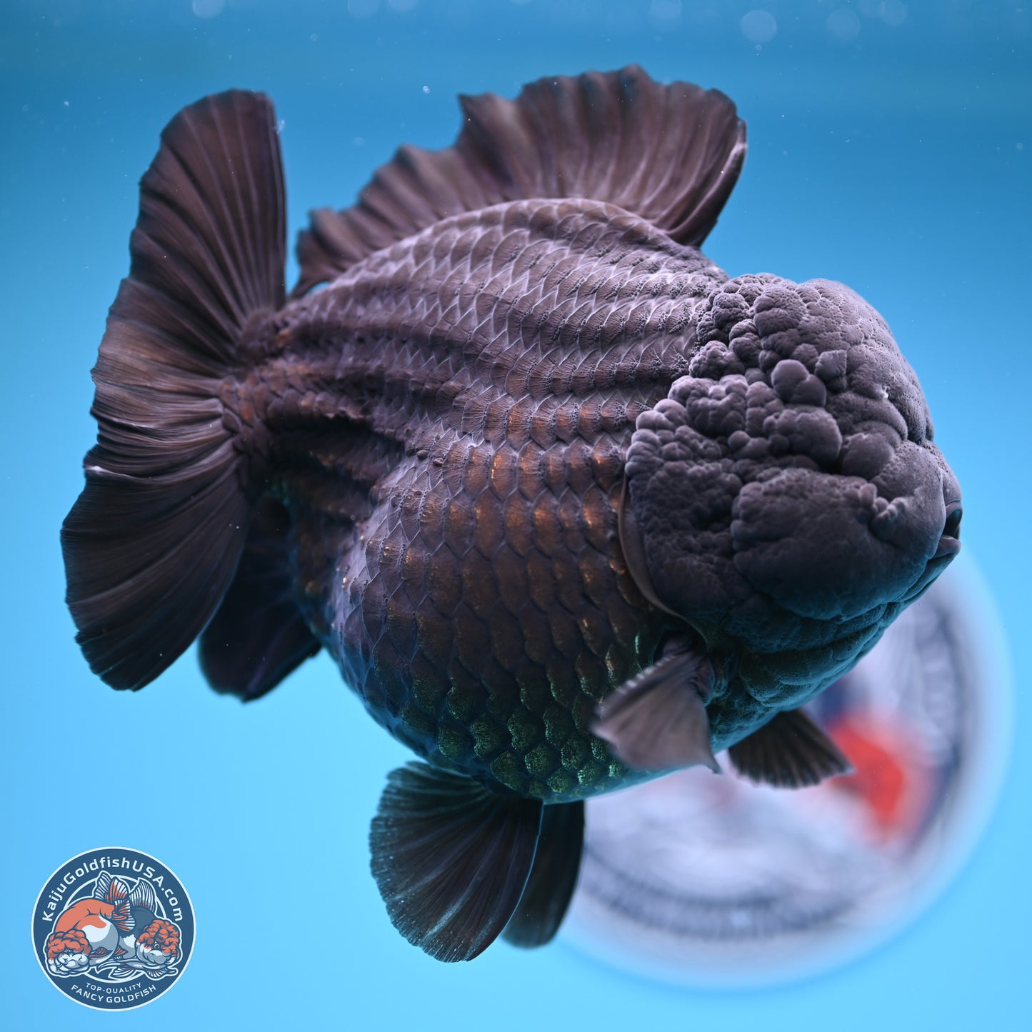 Jumbo Shogun Jet Black Godzilla Oranda 6.5 inches - Male (241122_OR22) - Kaiju Goldfish USA