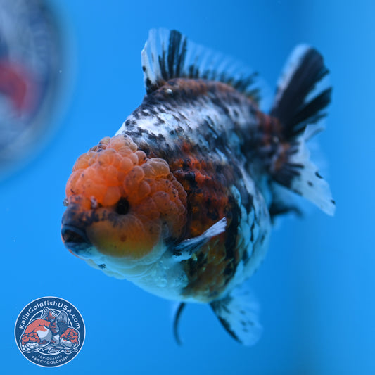 Shogun Blue Base Tiger Oranda 4 inches Body (250530_OR22)