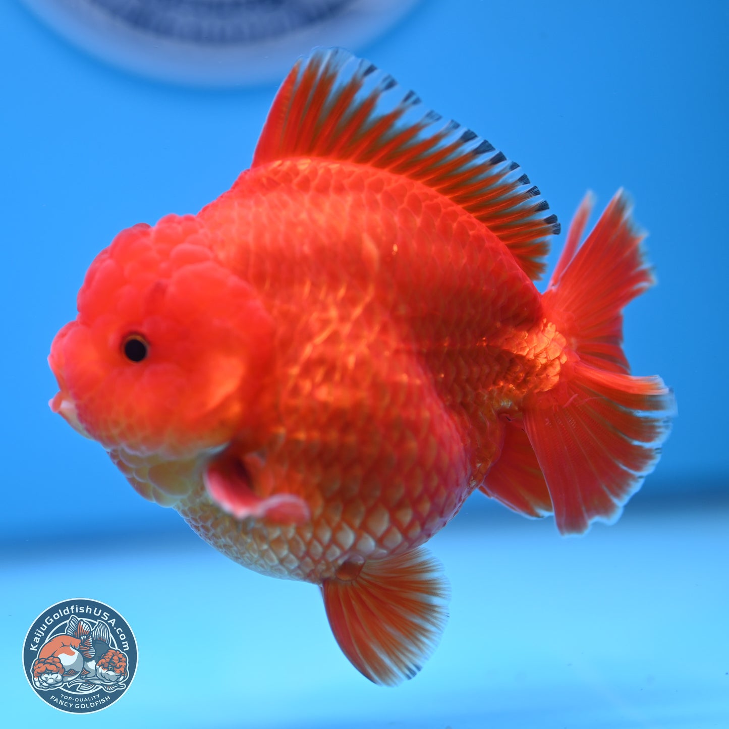 Classic Red YuanBao Oranda 3.5 inches Body - Male (241227_OR22) - Kaiju Goldfish USA