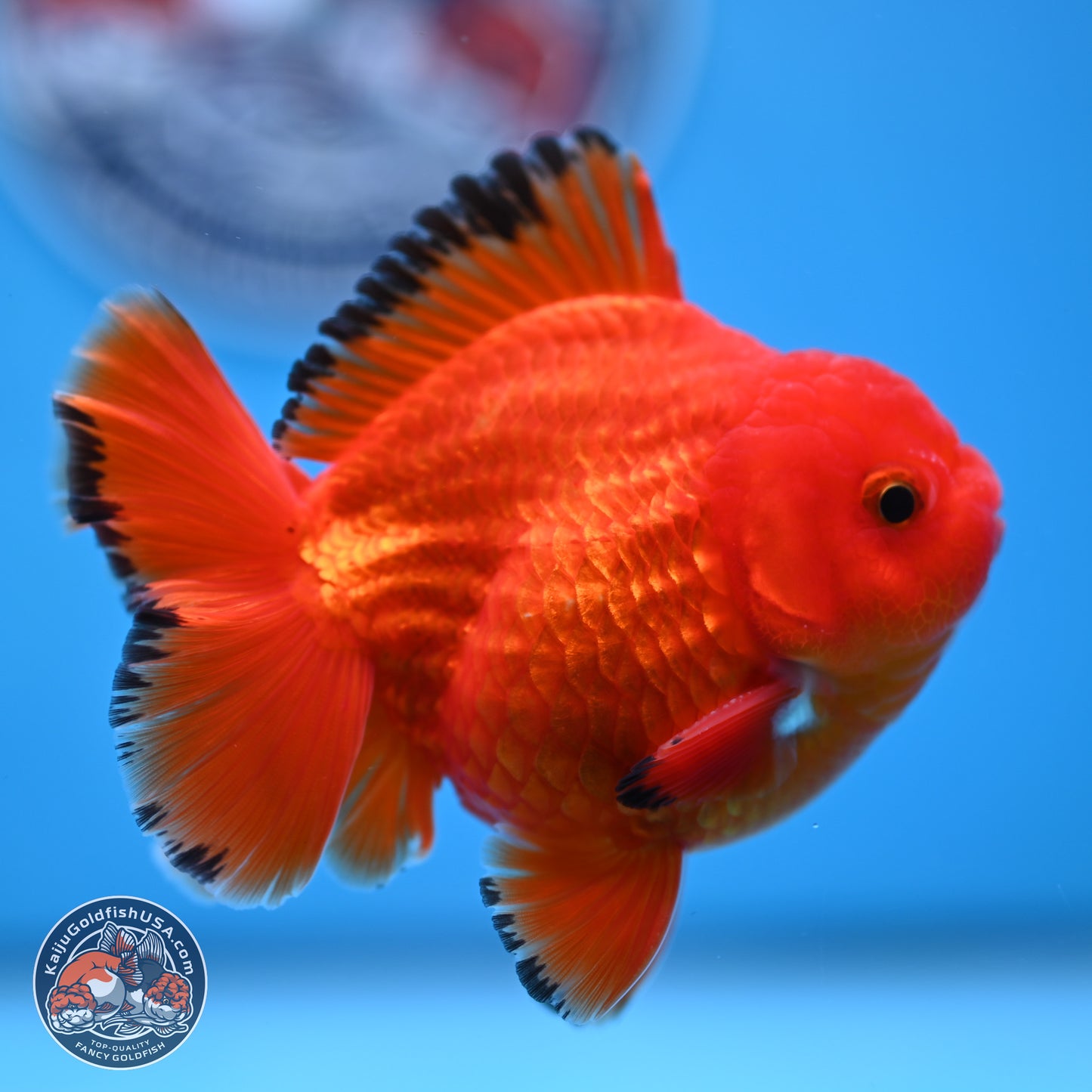 Apache YuanBao Oranda 3.25 inches Body - Male (250307_OR22)
