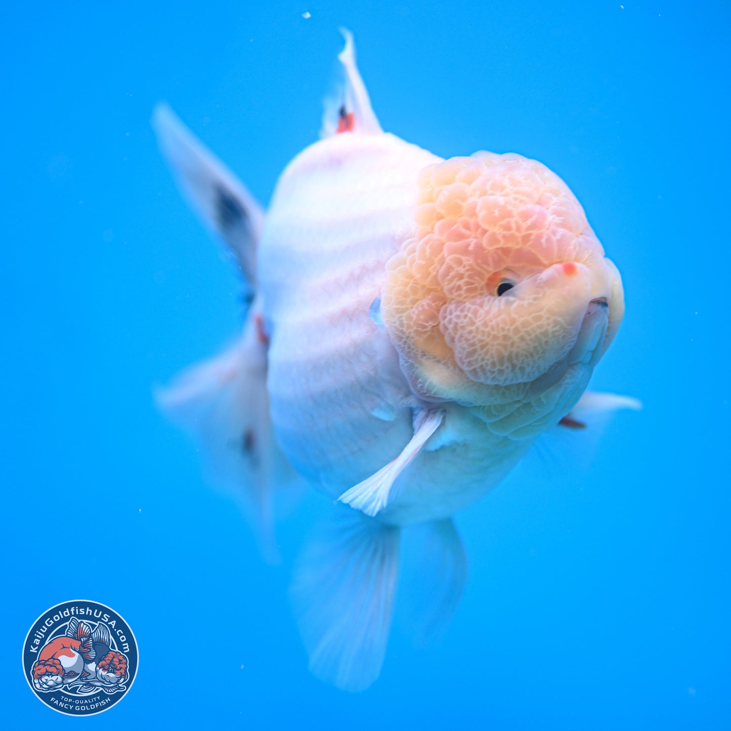 Jumbo Shogun Calico Rose Tail Oranda 6.5 inches - Male (241115_OR22) - Kaiju Goldfish USA