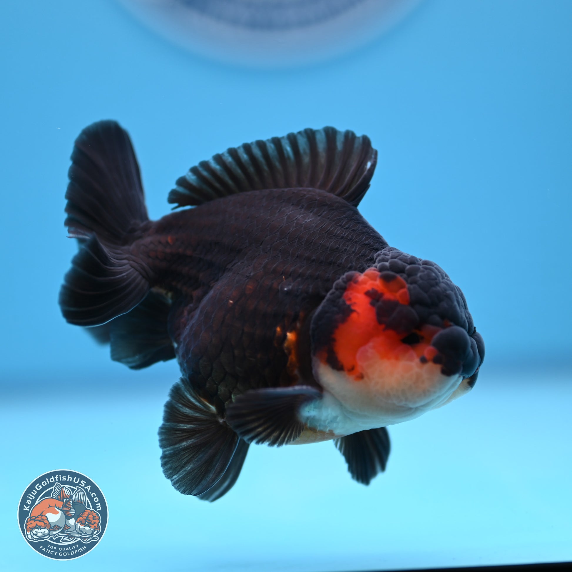 Tricolor Oranda 3.5-4.5 inches (240913_OR22) - Kaiju Goldfish USA