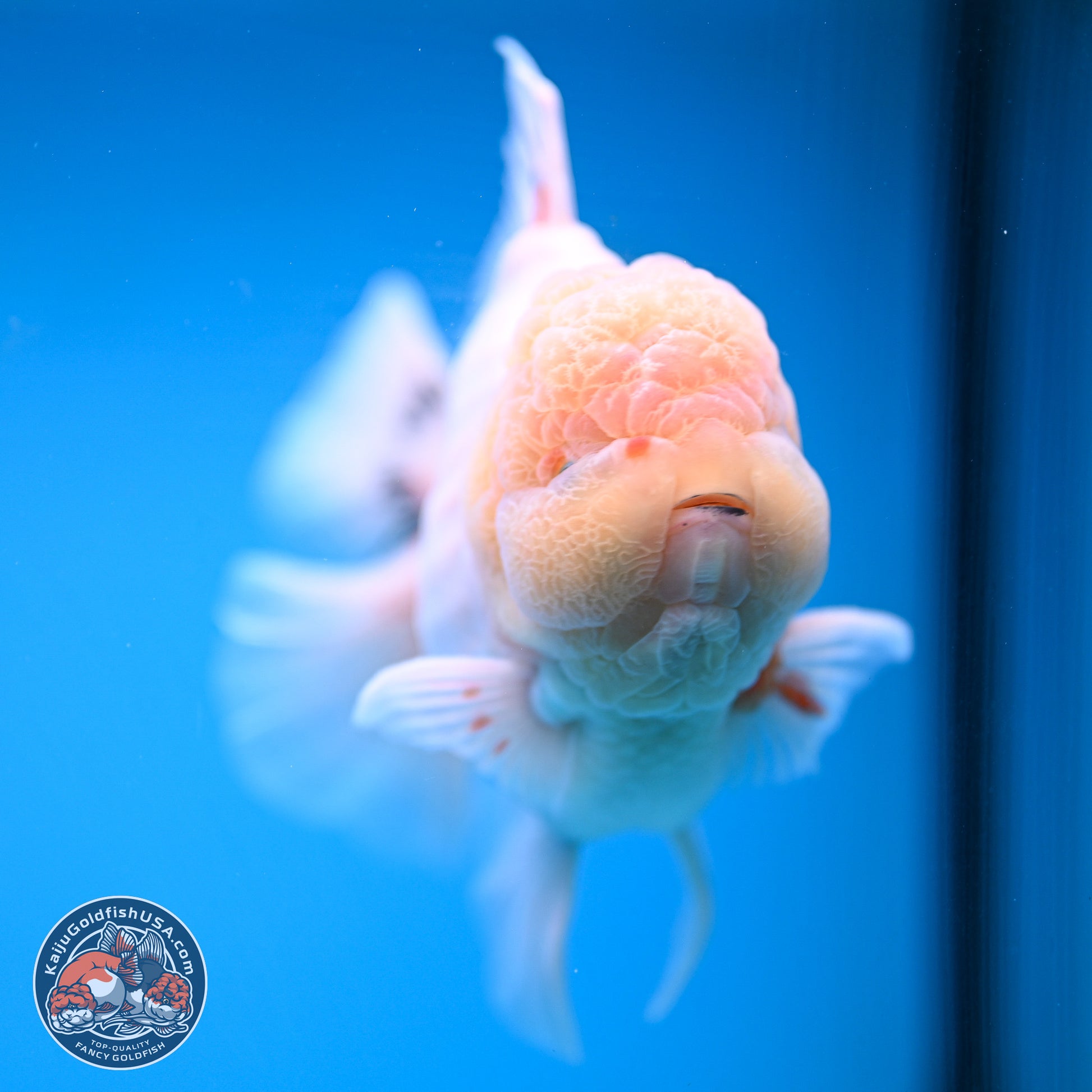 Jumbo Shogun Calico Rose Tail Oranda 6.5 inches - Male (241115_OR22) - Kaiju Goldfish USA