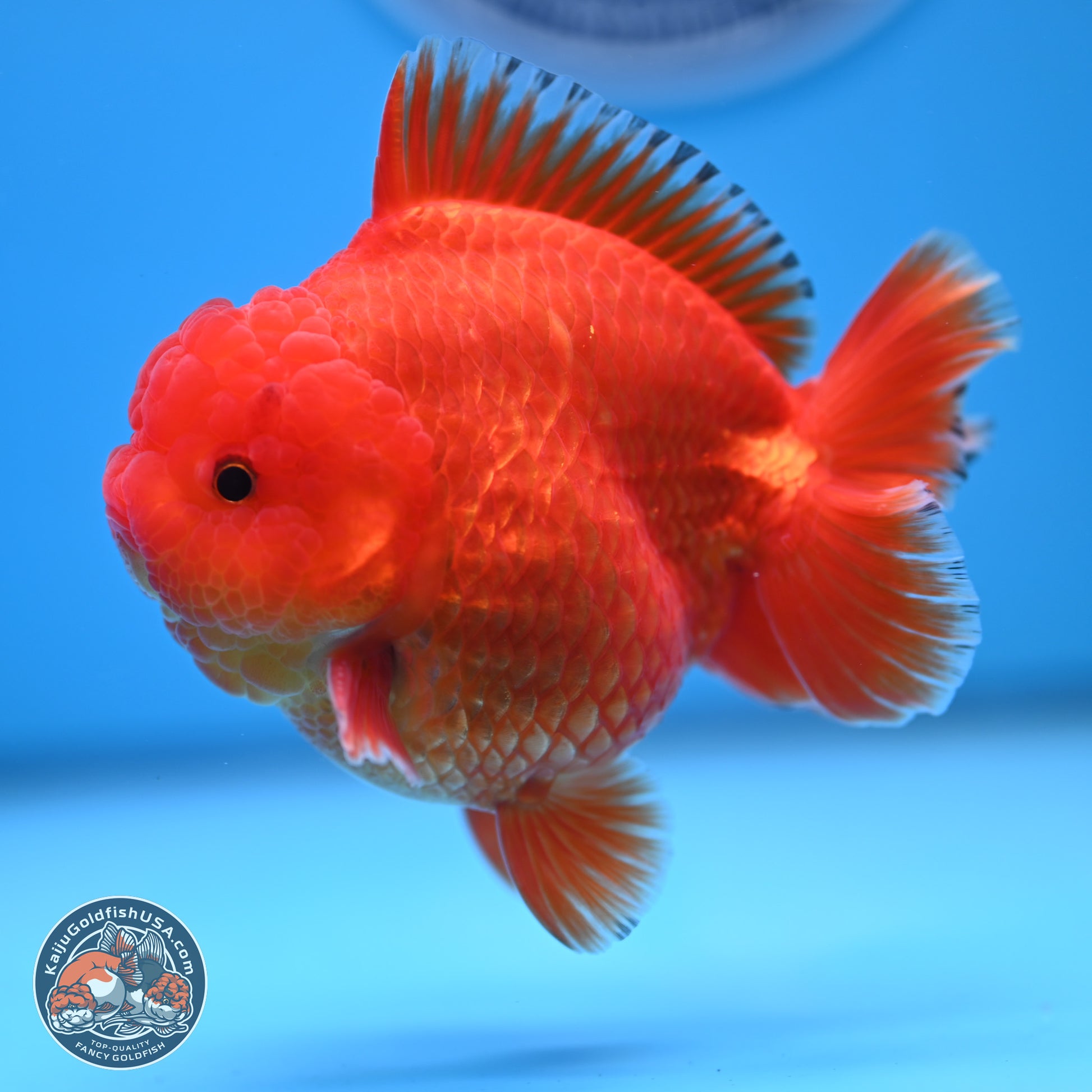 Classic Red YuanBao Oranda 3.5 inches Body - Male (241227_OR22) - Kaiju Goldfish USA