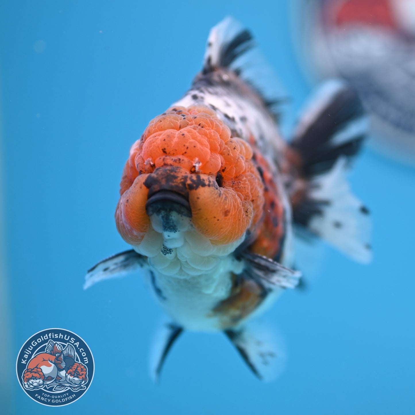 Shogun Blue Base Tiger Oranda 4 inches Body (250530_OR22)