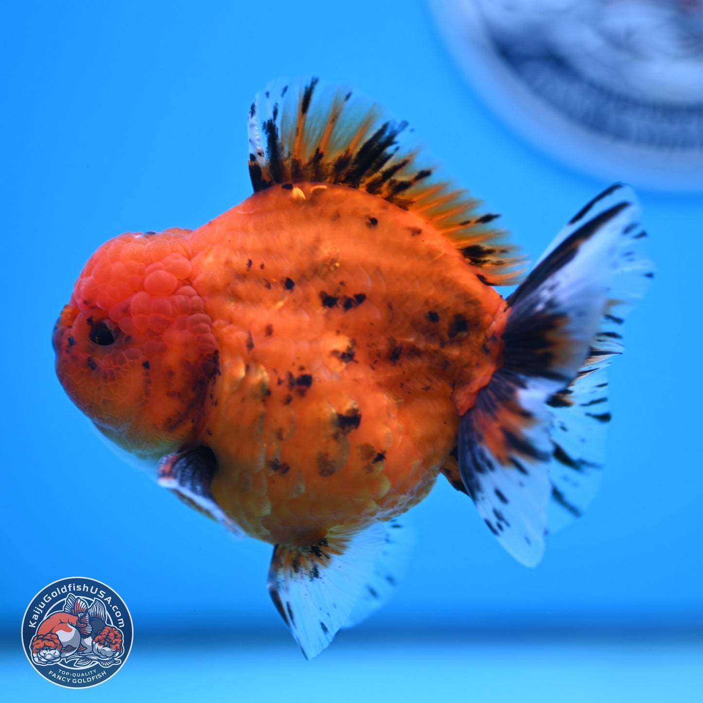 Shogun Tiger Oranda 3.75 inches Body - Male (250131_OR22)