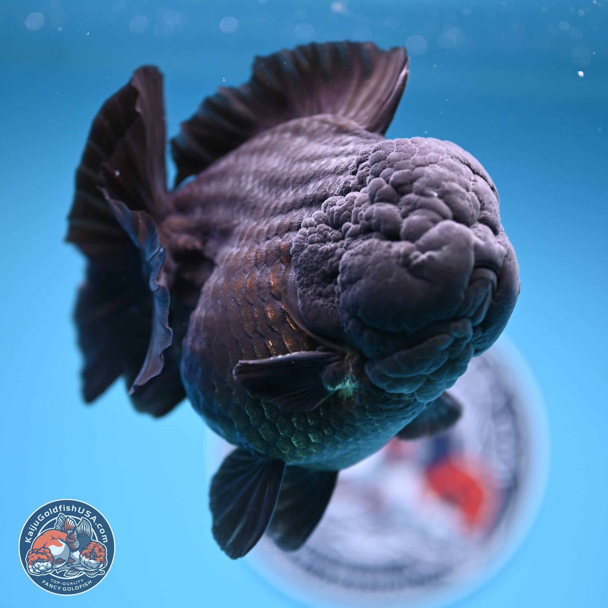 Jumbo Shogun Jet Black Godzilla Oranda 6.5 inches - Male (241122_OR22) - Kaiju Goldfish USA