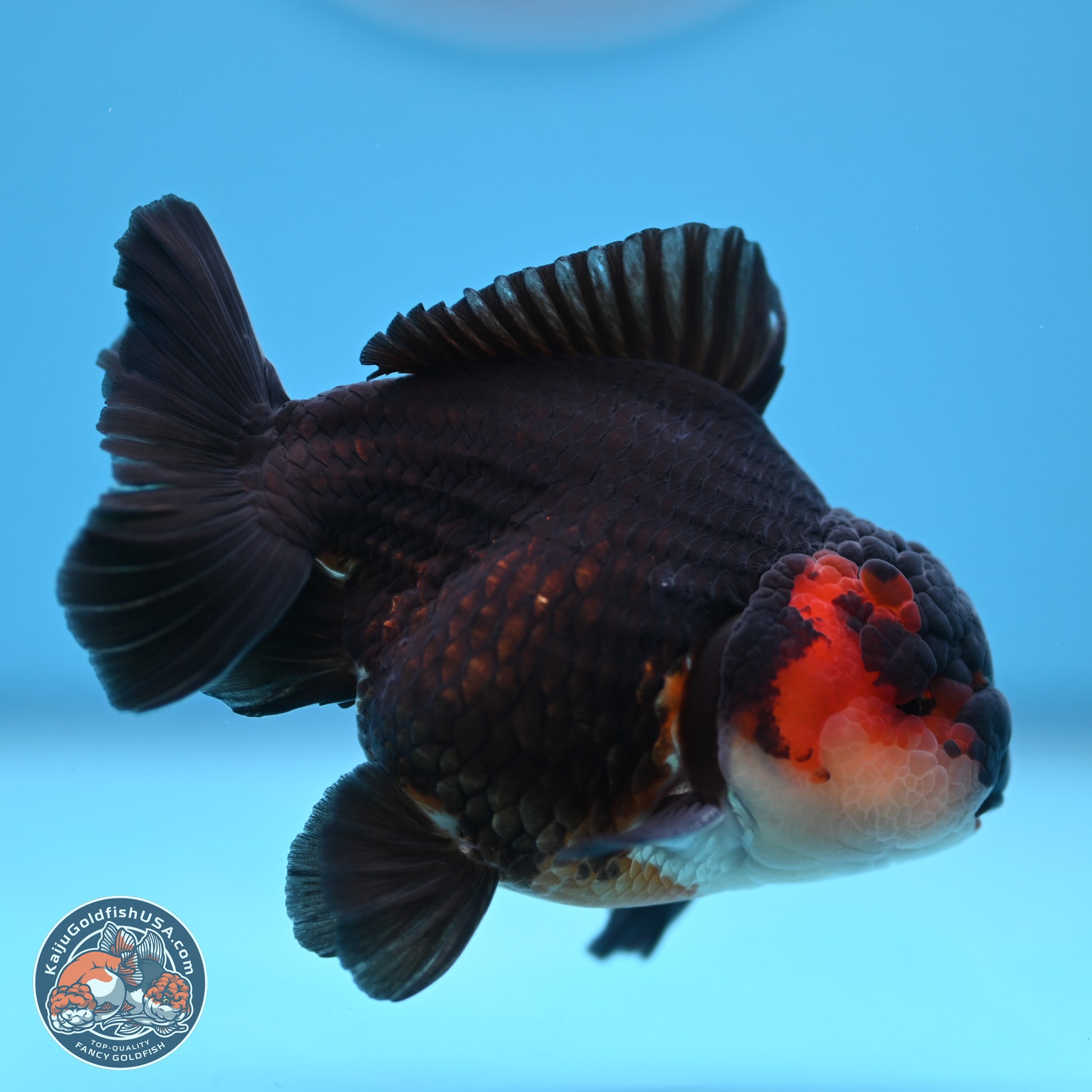 Tricolor Oranda 3.5-4.5 inches (240913_OR22) - Kaiju Goldfish USA