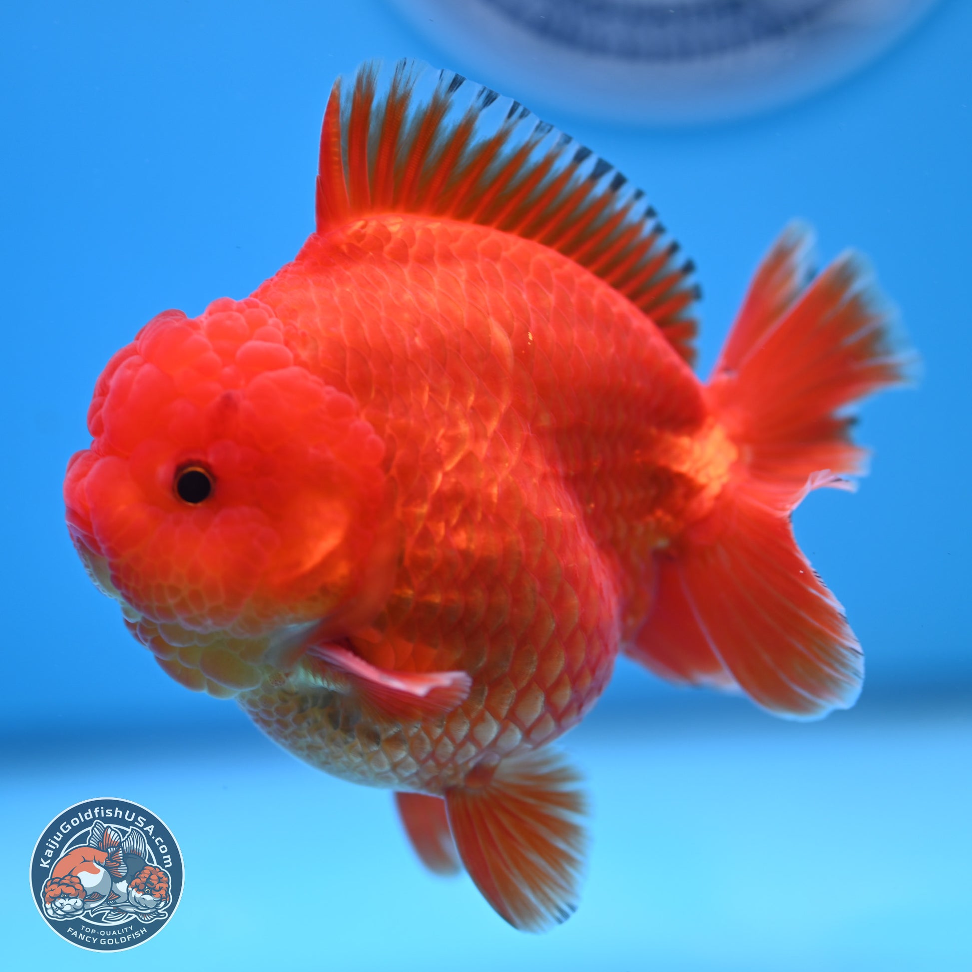 Classic Red YuanBao Oranda 3.5 inches Body - Male (241227_OR22) - Kaiju Goldfish USA