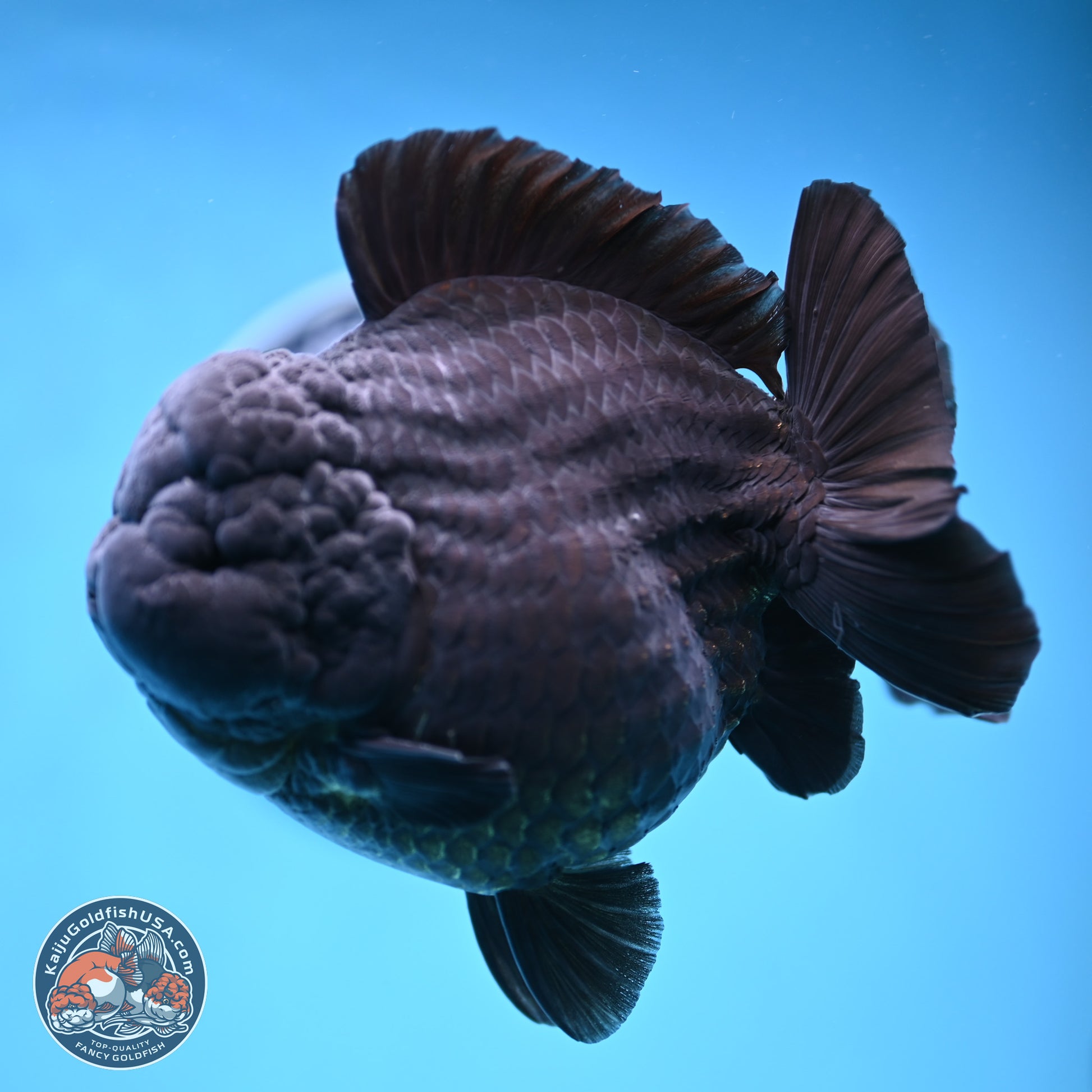 Jumbo Shogun Jet Black Godzilla Oranda 6.5 inches - Male (241122_OR22) - Kaiju Goldfish USA