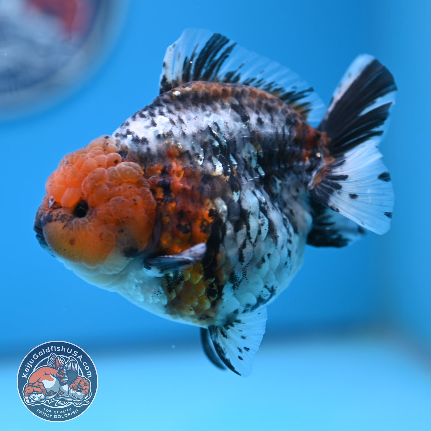 Shogun Blue Base Tiger Oranda 4 inches Body (250530_OR22)