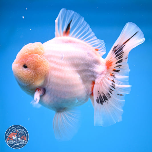 Jumbo Shogun Calico Rose Tail Oranda 6.5 inches - Male (241115_OR22) - Kaiju Goldfish USA