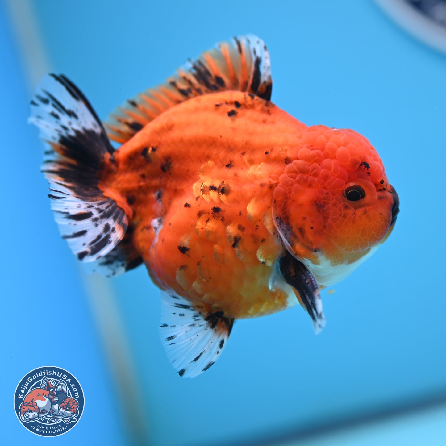 Shogun Tiger Oranda 3.75 inches Body - Male (250131_OR22)