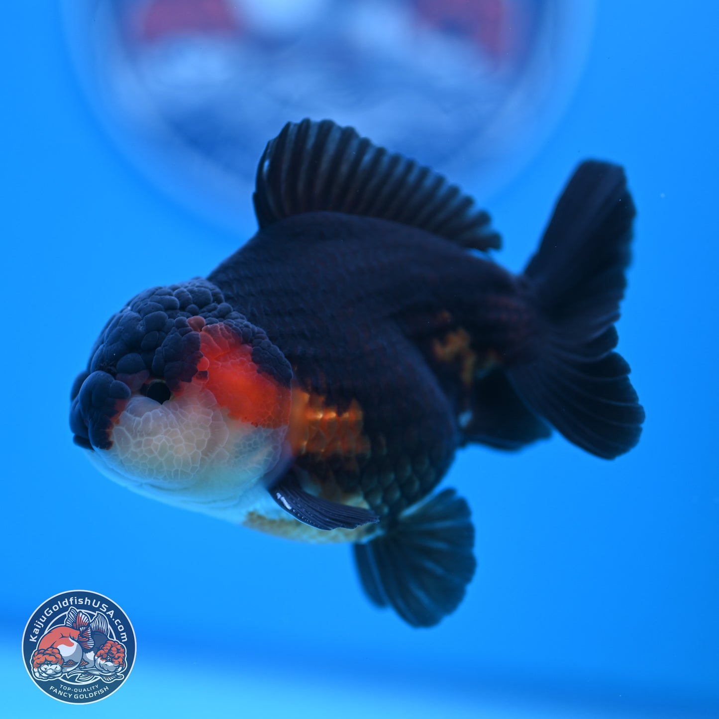 Tricolor Oranda 3.5-4.5 inches (240913_OR22) - Kaiju Goldfish USA