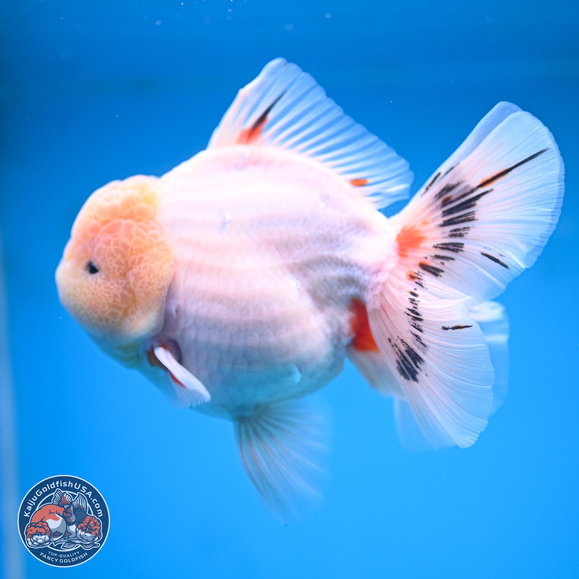 Jumbo Shogun Calico Rose Tail Oranda 6.5 inches - Male (241115_OR22) - Kaiju Goldfish USA