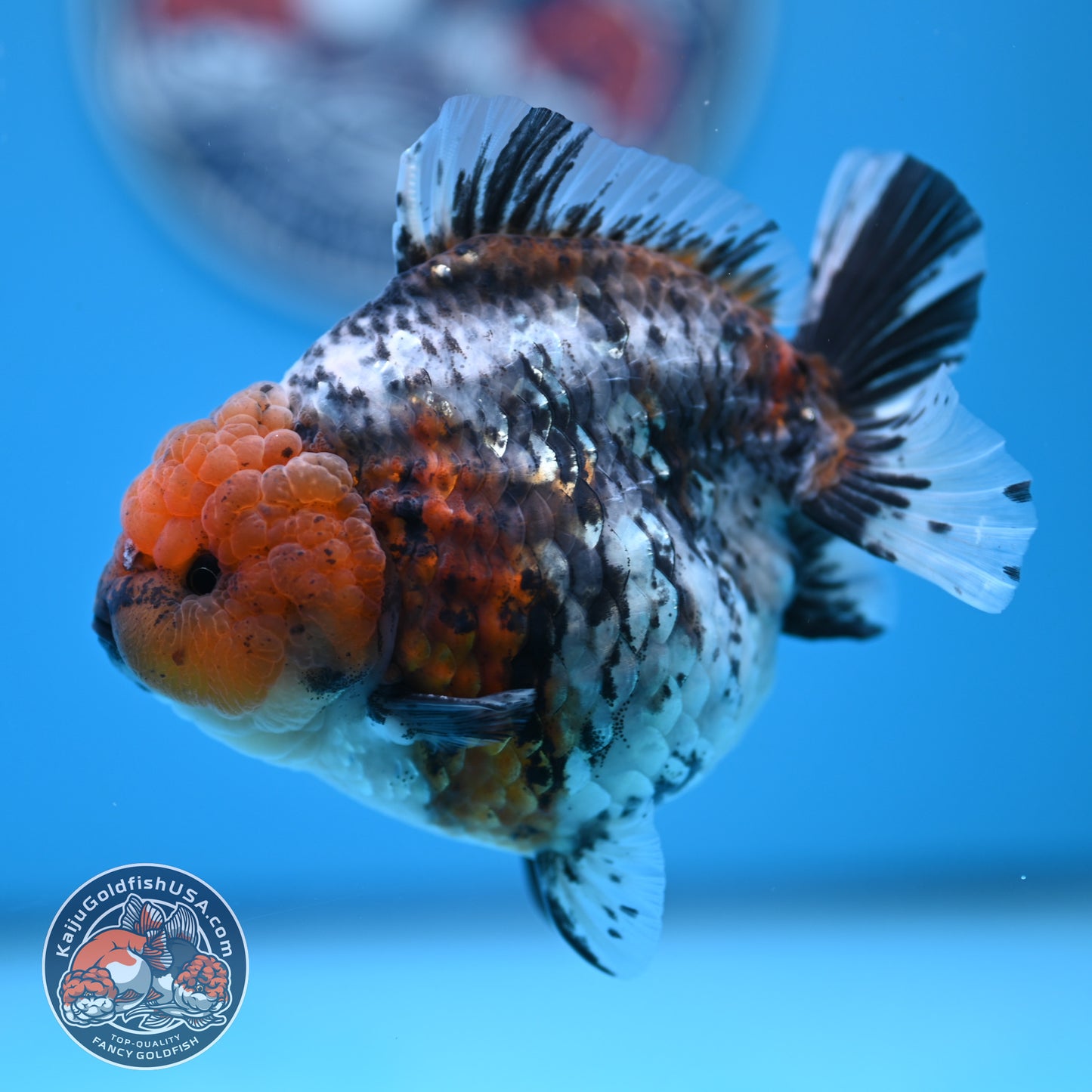 Shogun Blue Base Tiger Oranda 4 inches Body (250530_OR22)