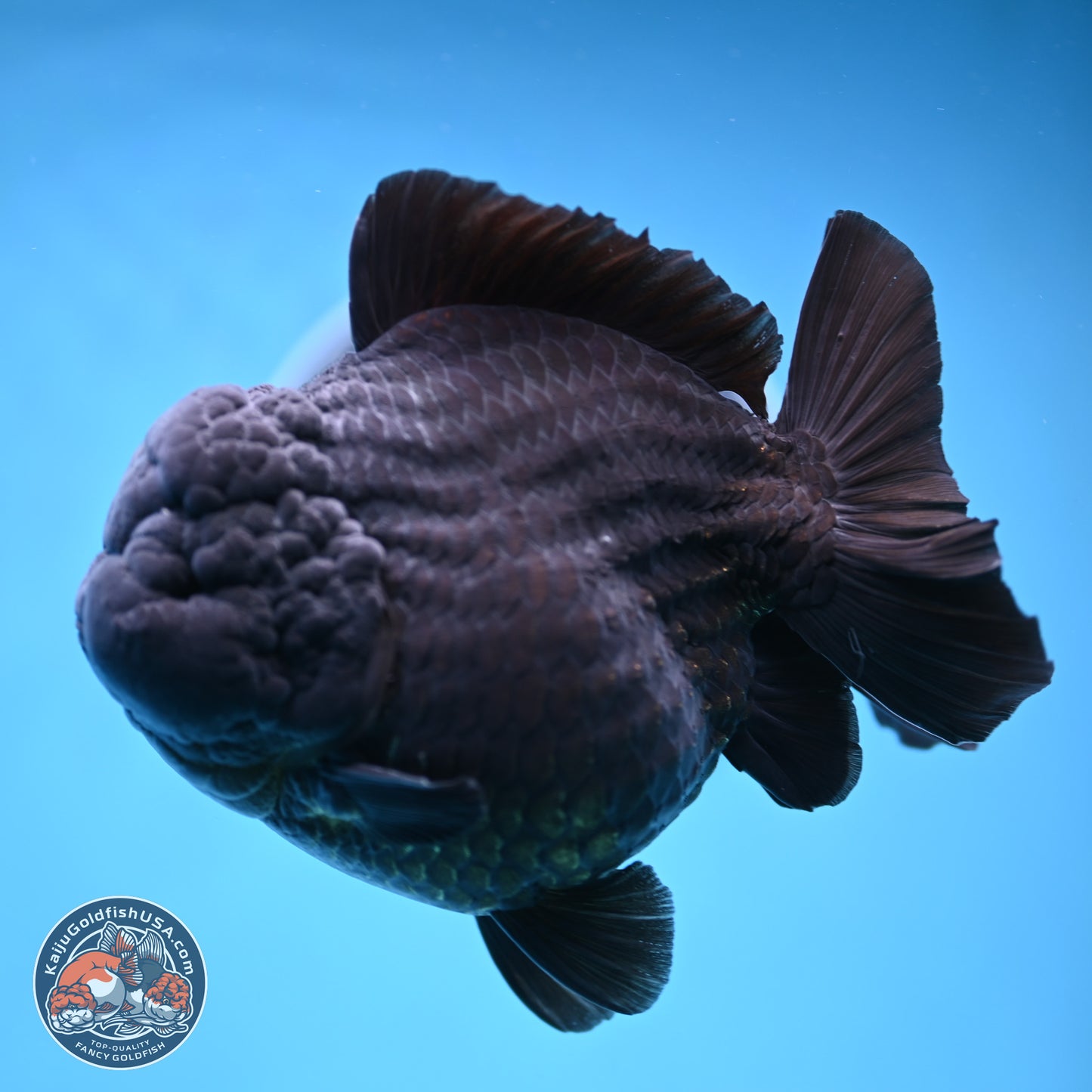 Jumbo Shogun Jet Black Godzilla Oranda 6.5 inches - Male (241122_OR22) - Kaiju Goldfish USA