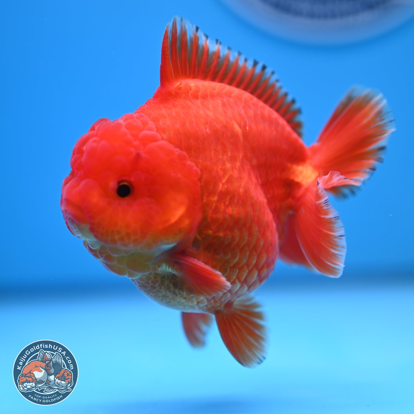 Classic Red YuanBao Oranda 3.5 inches Body - Male (241227_OR22) - Kaiju Goldfish USA