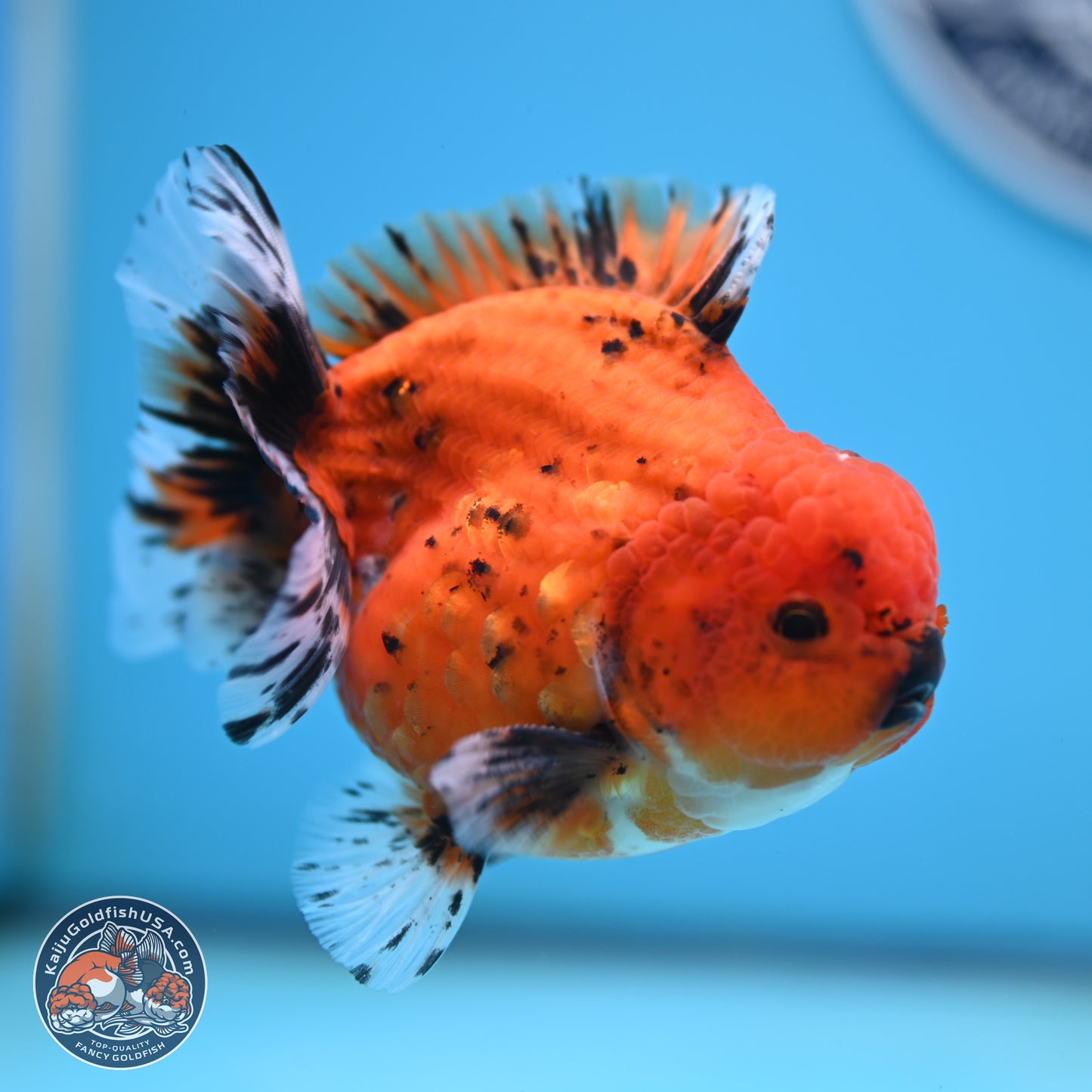 Shogun Tiger Oranda 3.75 inches Body - Male (250131_OR22)