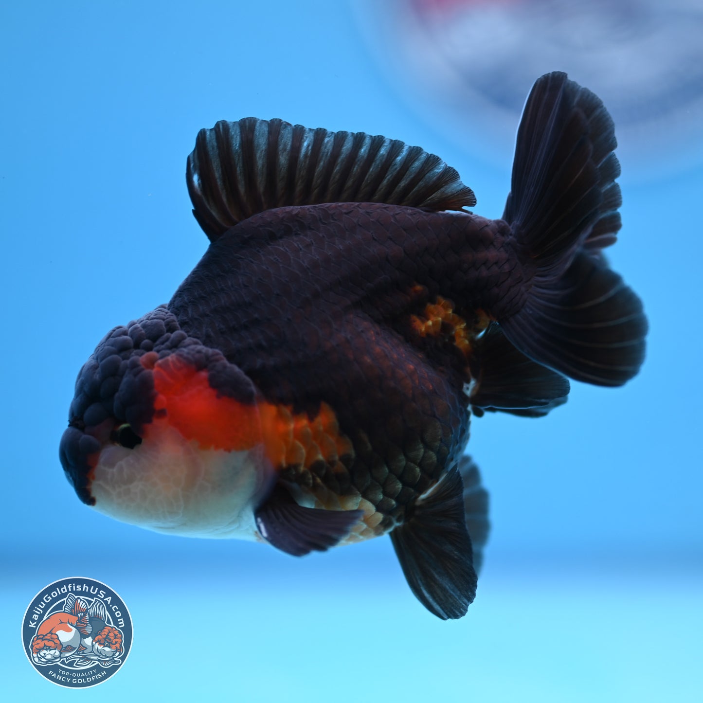 Tricolor Oranda 3.5-4.5 inches (240913_OR22) - Kaiju Goldfish USA