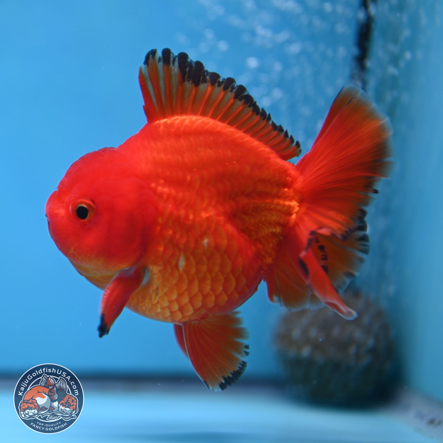 Apache YuanBao Oranda 3.25 inches Body - Male (250307_OR22)