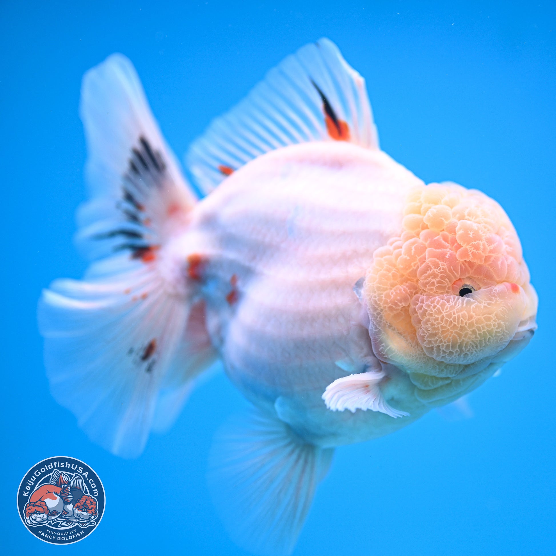 Jumbo Shogun Calico Rose Tail Oranda 6.5 inches - Male (241115_OR22) - Kaiju Goldfish USA