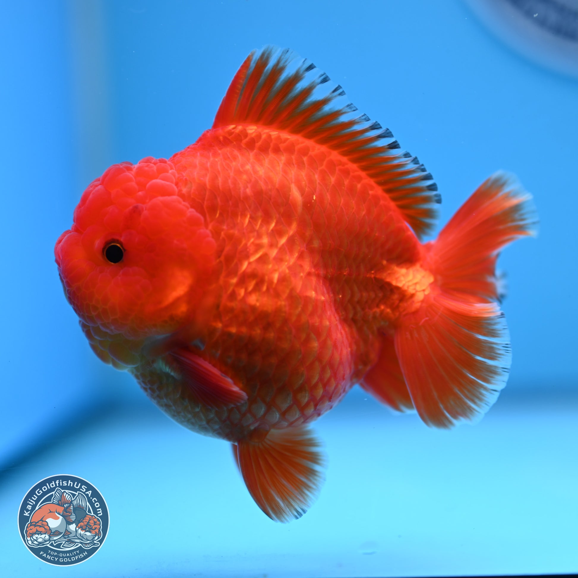 Classic Red YuanBao Oranda 3.5 inches Body - Male (241227_OR22) - Kaiju Goldfish USA