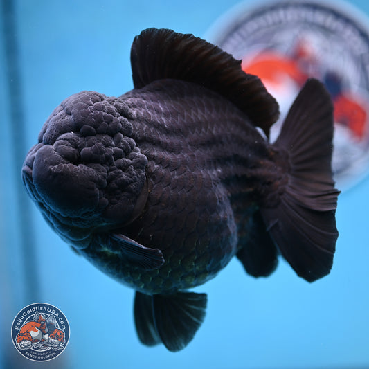 Jumbo Shogun Jet Black Godzilla Oranda 6.5 inches - Male (241122_OR22) - Kaiju Goldfish USA