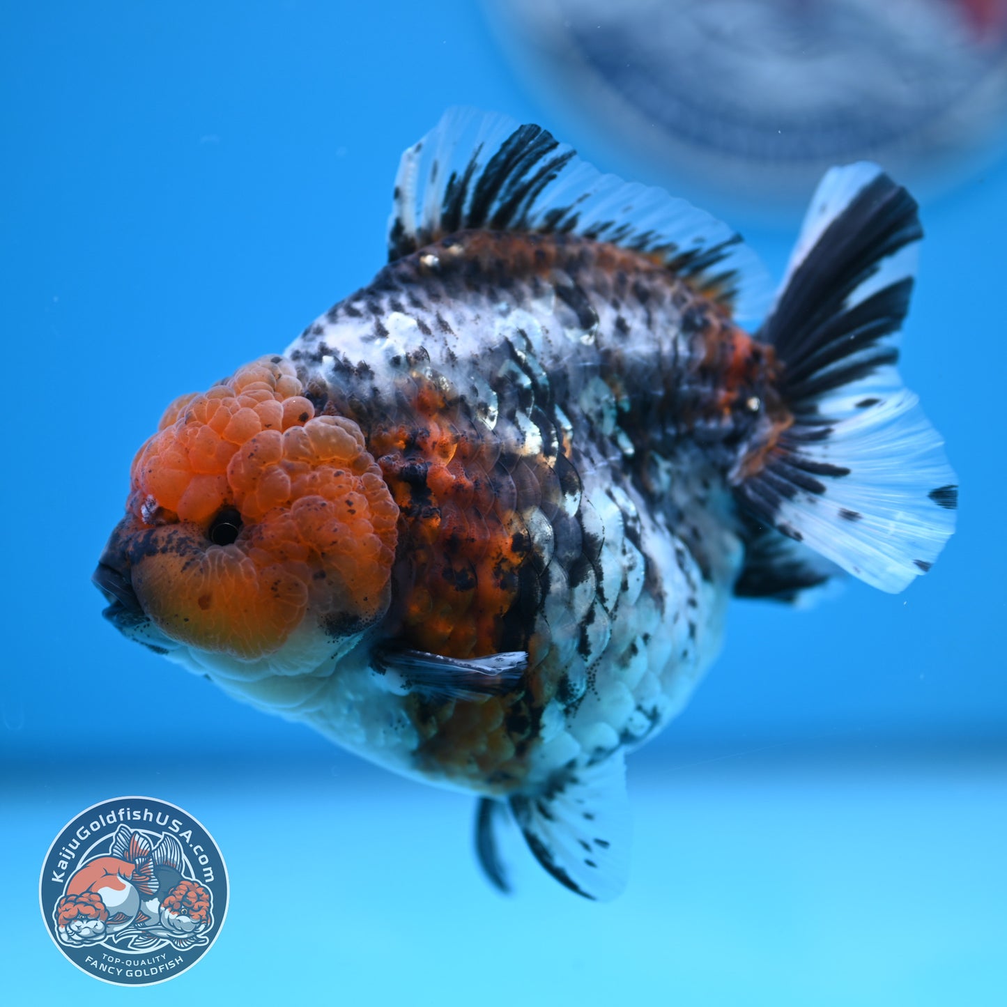 Shogun Blue Base Tiger Oranda 4 inches Body (250530_OR22)