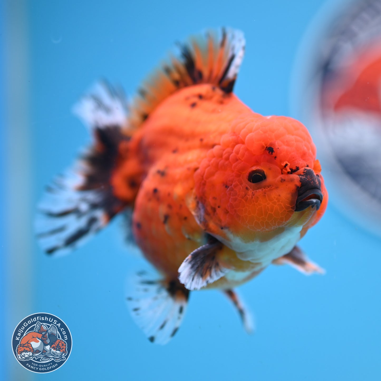 Shogun Tiger Oranda 3.75 inches Body - Male (250131_OR22)