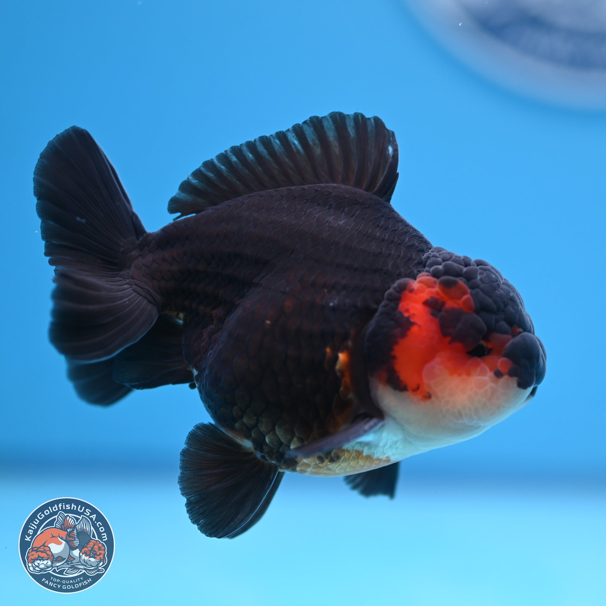 Tricolor Oranda 3.5-4.5 inches (240913_OR22) - Kaiju Goldfish USA