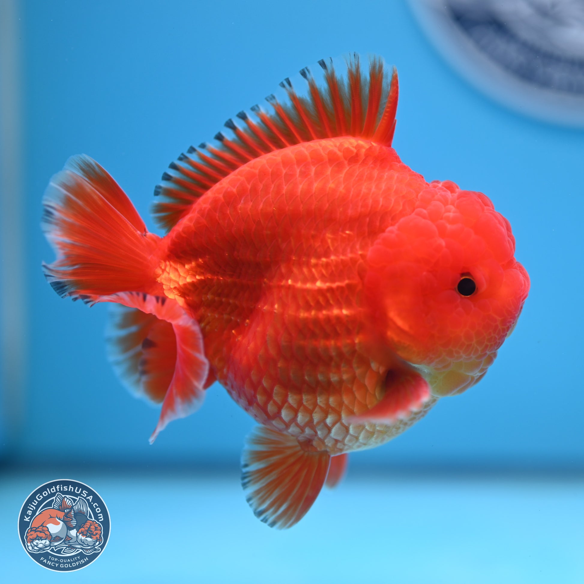 Classic Red YuanBao Oranda 3.5 inches Body - Male (241227_OR22) - Kaiju Goldfish USA