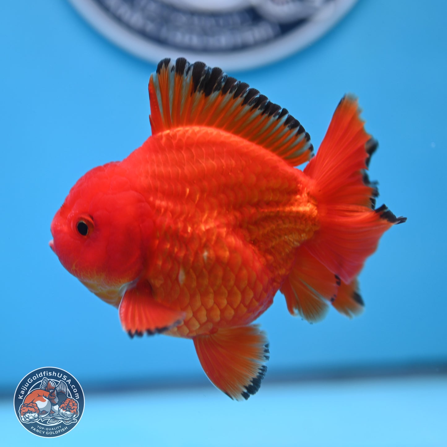 Apache YuanBao Oranda 3.25 inches Body - Male (250307_OR22)