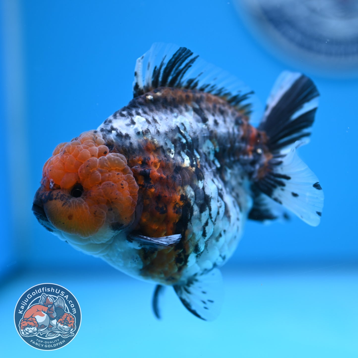 Shogun Blue Base Tiger Oranda 4 inches Body (250530_OR22)