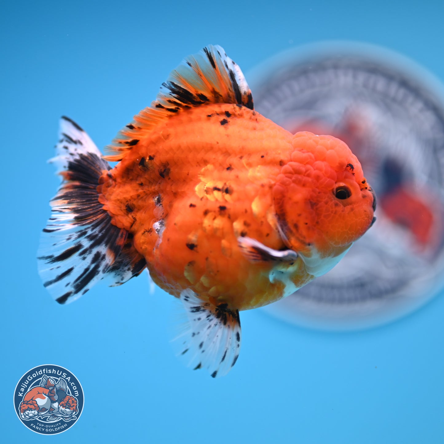 Shogun Tiger Oranda 3.75 inches Body - Male (250131_OR22)