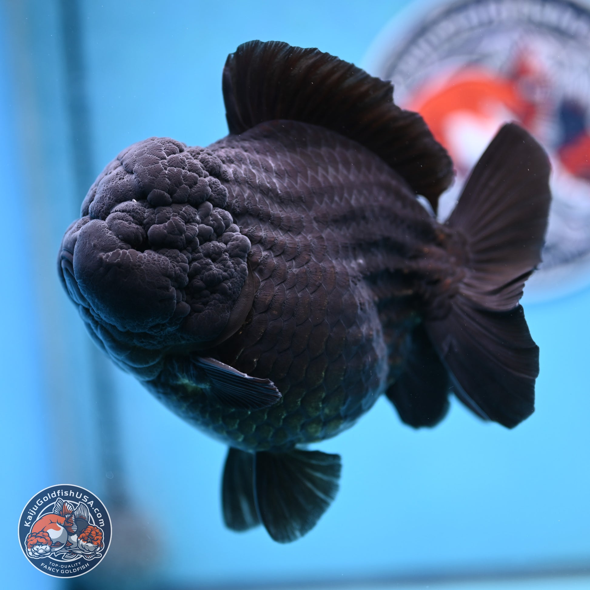 Jumbo Shogun Jet Black Godzilla Oranda 6.5 inches - Male (241122_OR22) - Kaiju Goldfish USA