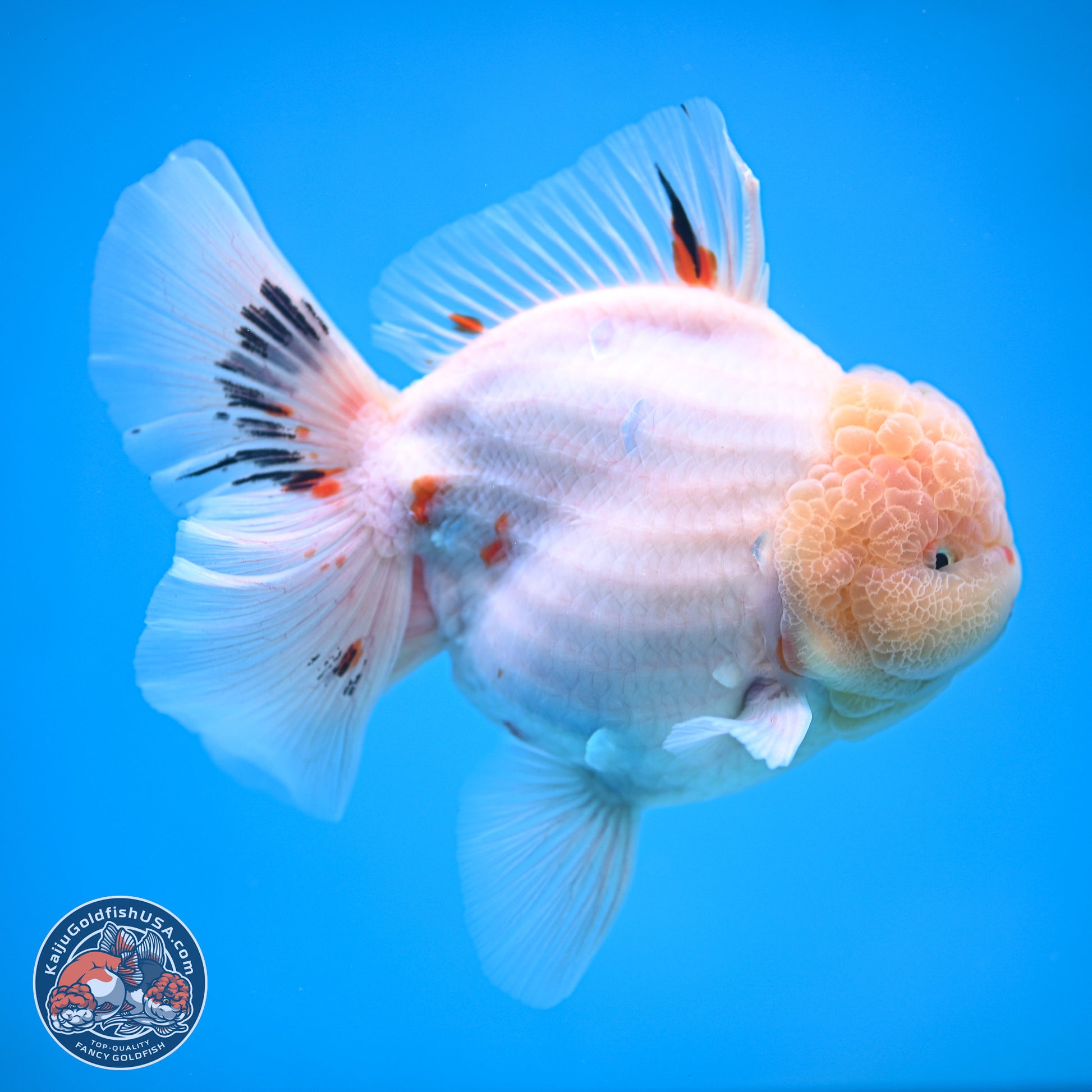 Jumbo Shogun Calico Rose Tail Oranda 6.5 inches - Male (241115_OR22) - Kaiju Goldfish USA