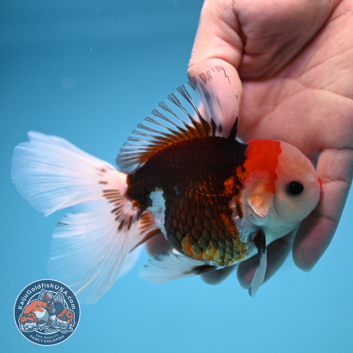 Tricolor Oranda 3 inch Body (250912_OR22)