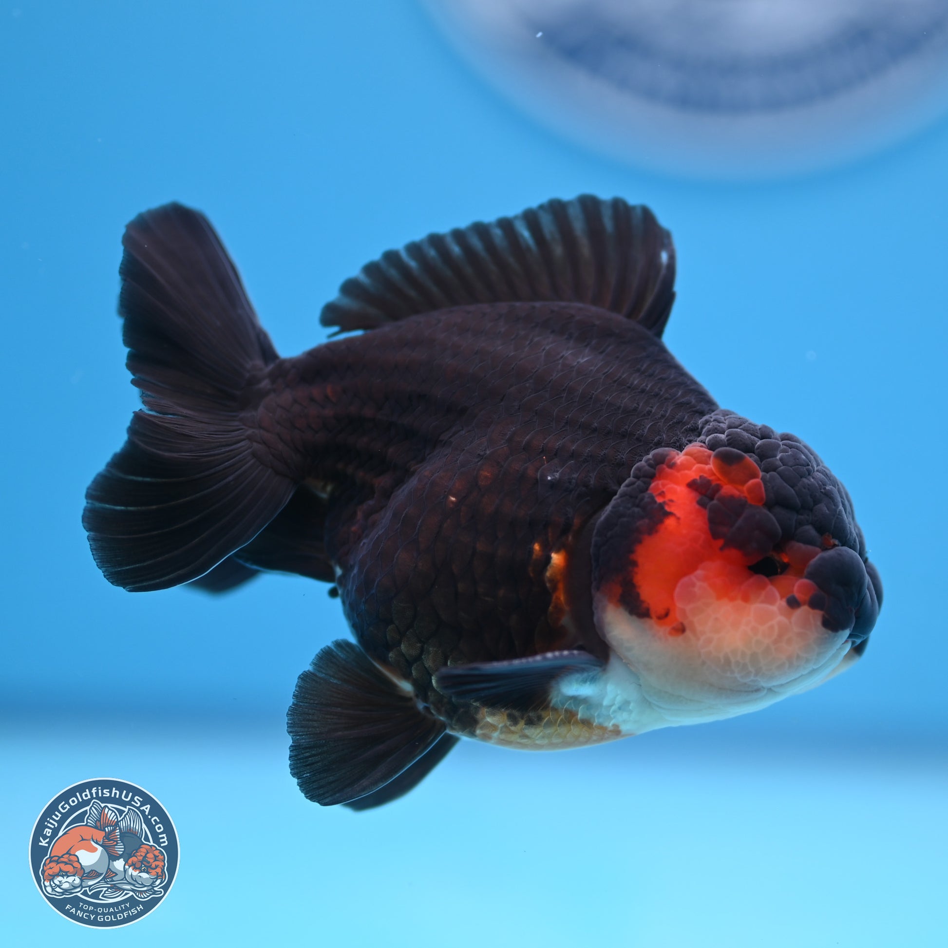 Tricolor Oranda 3.5-4.5 inches (240913_OR22) - Kaiju Goldfish USA