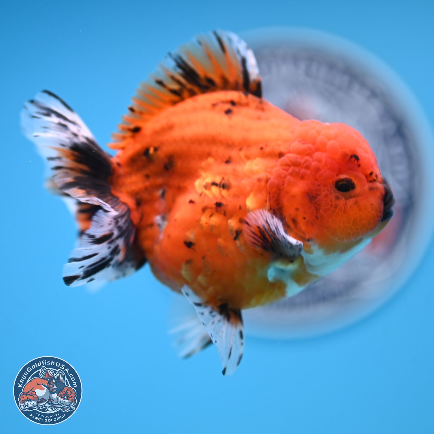 Shogun Tiger Oranda 3.75 inches Body - Male (250131_OR22)