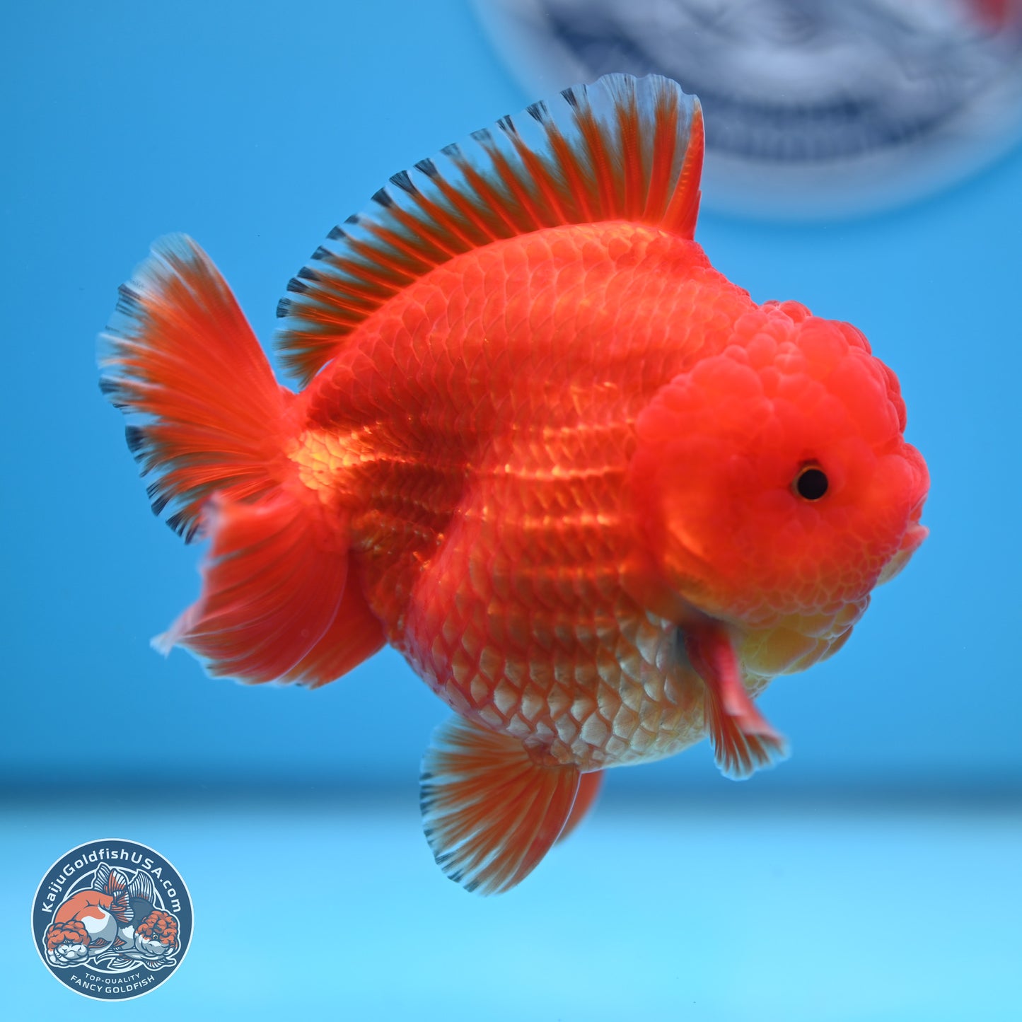 Classic Red YuanBao Oranda 3.5 inches Body - Male (241227_OR22) - Kaiju Goldfish USA