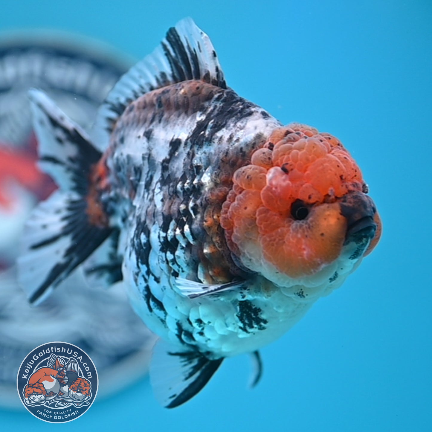 Shogun Blue Base Tiger Oranda 4 inches Body (250530_OR22)
