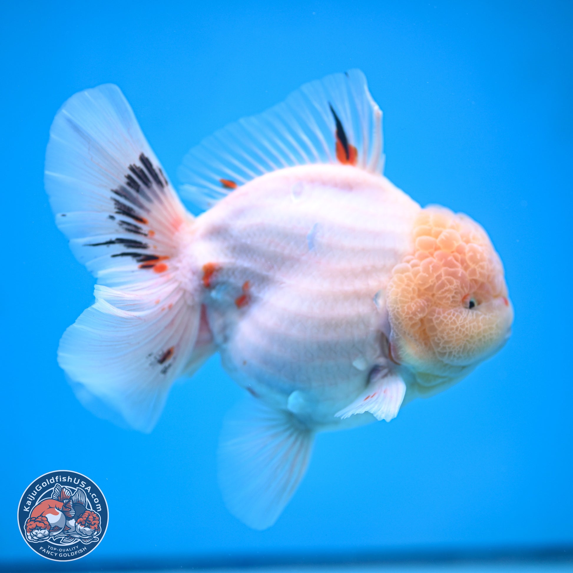 Jumbo Shogun Calico Rose Tail Oranda 6.5 inches - Male (241115_OR22) - Kaiju Goldfish USA